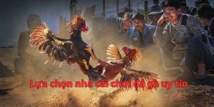Để chơi đá gà hiệu quả cần chọn nhà cái uy tín
